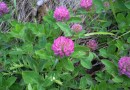 Trifolium medium ssp. Balcanicum ©  Pandion Wild Tours